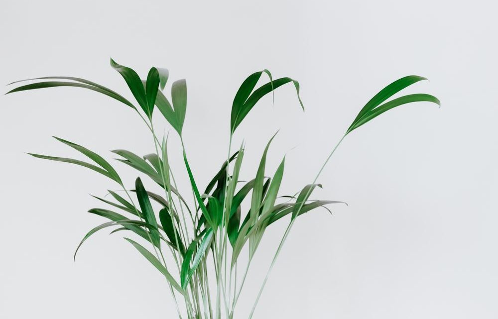 Indret med planter – det er ren terapi for sjælen Indret med planter – det er ren terapi for sjælen